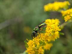 Augochlorella aurata