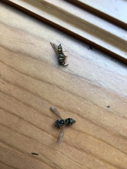 Vespula
