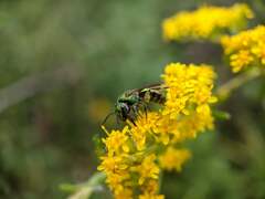Augochlorella aurata