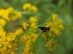 Prochoreutis inflatella