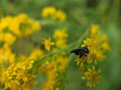 Prochoreutis inflatella