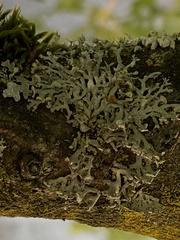 Physcia tenella
