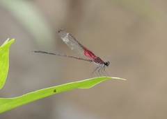 Hetaerina occisa