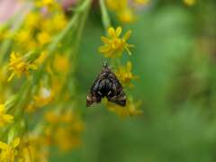 Prochoreutis inflatella