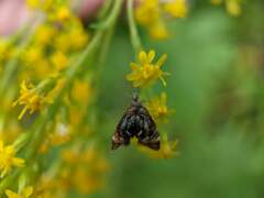 Prochoreutis inflatella