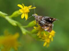 Prochoreutis inflatella