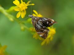 Prochoreutis inflatella