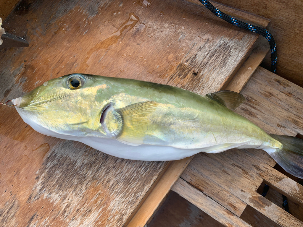 Smooth blaasop (Lagocephalus inermis) — Tetraodontidae