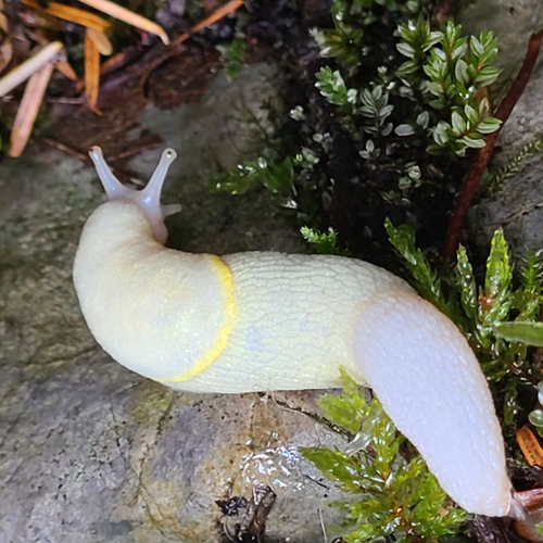 Yellow-bordered Taildropper