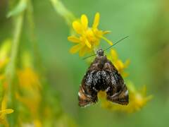 Prochoreutis inflatella