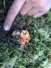 Hypomyces lactifluorum