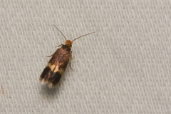 Nepticulidae