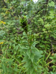 Procecidochares atra