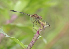 Dythemis sterilis