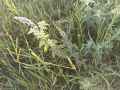 Mentha longifolia