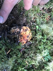 Hypomyces lactifluorum