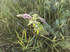 Mentha longifolia