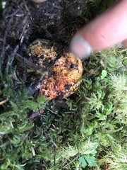 Hypomyces lactifluorum