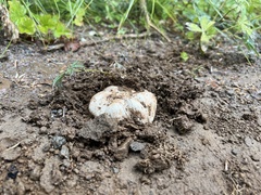 Rhizopogon