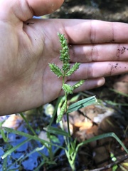 Echinochloa colona