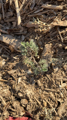 Tribulus terrestris