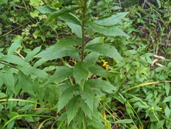 Procecidochares atra