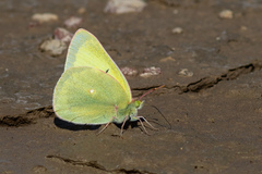 Colias alexandra