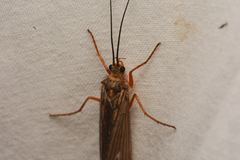 Trichoptera