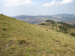 Leucospermum gerrardii image