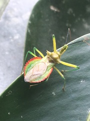 Ploeogaster