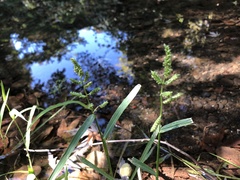 Echinochloa colona