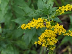 Augochlorella aurata