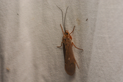 Trichoptera