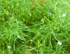 Moehringia muscosa