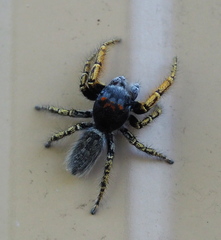 Phidippus mystaceus