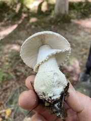 Amanita polypyramis