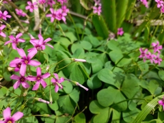 Oxalis articulata