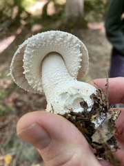Amanita polypyramis