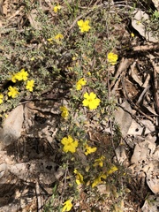 Hibbertia riparia