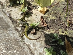 Anolis extremus