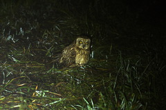Asio flammeus
