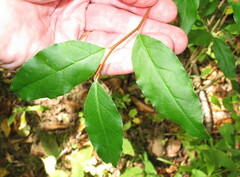 Dirca palustris