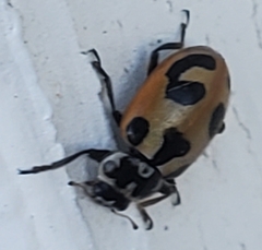 Hippodamia parenthesis