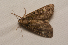 Anaplectoides