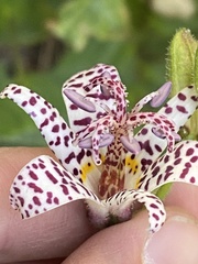Tricyrtis hirta