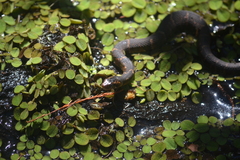 Nerodia fasciata confluens