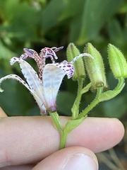 Tricyrtis hirta