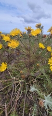 Leysera gnaphalodes