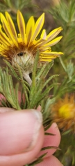 Leysera gnaphalodes