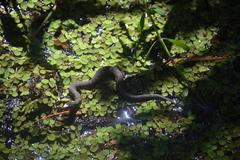 Nerodia fasciata confluens